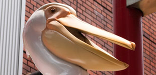 Bird Watching