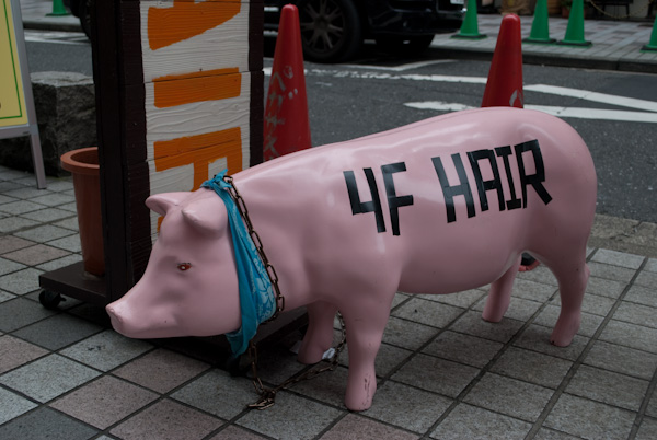 Hair dresser pig cool pig