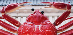 Big Crabs in Japan